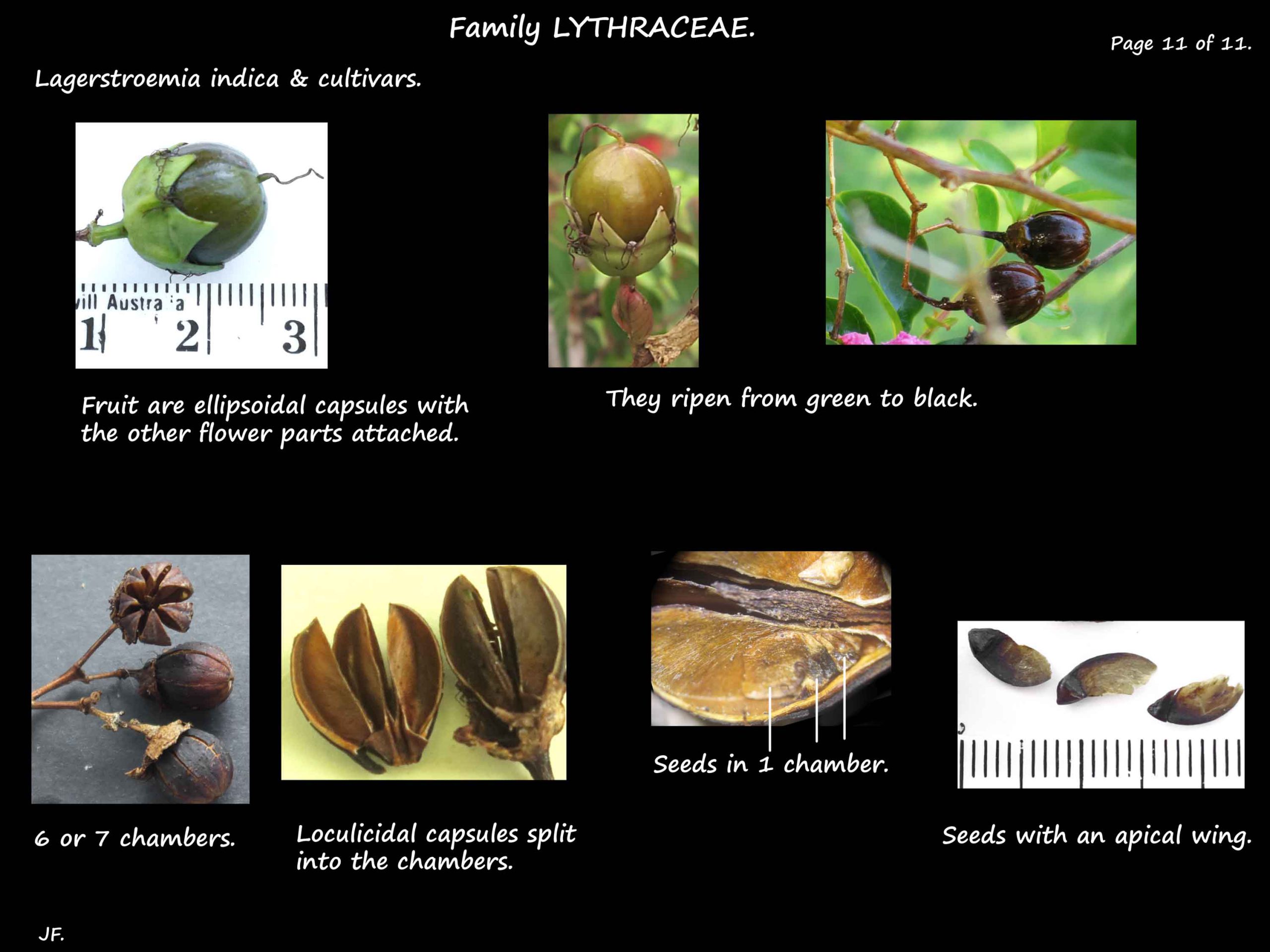 11 Capsules & winged seeds of Lagerstroemia indica